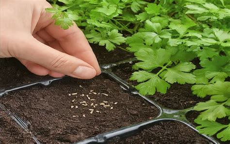 Thematic photo of parsley seedlings in rows