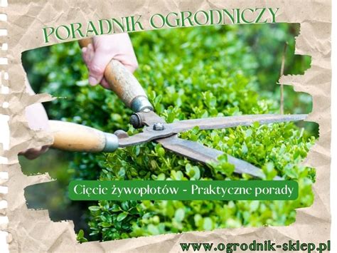 Różne etapy prac ogrodniczych, w tym cięcie żywopłotów i sadzenie roślin