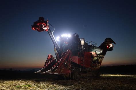 Zdjęcie kombajnu CASE IH Austoft 8800 Multirow zbierającego trzcinę cukrową