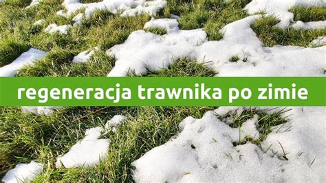 zdjęcie trawnika z ubytkami po zimie