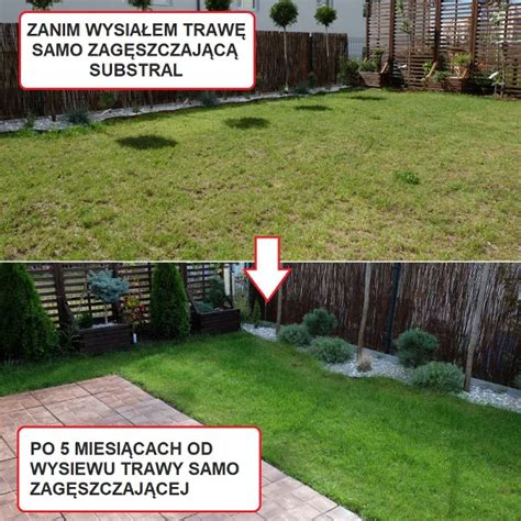 porównanie trawnika przed i po wysiewie trawy samo zagęszczającej