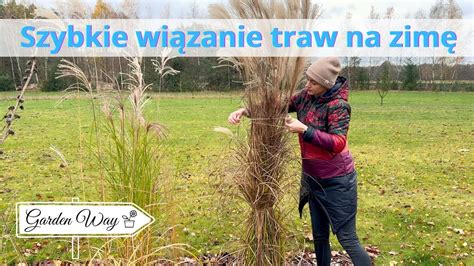 infografika przedstawiająca sposób wiązania traw na zimę i wiosenne cięcie