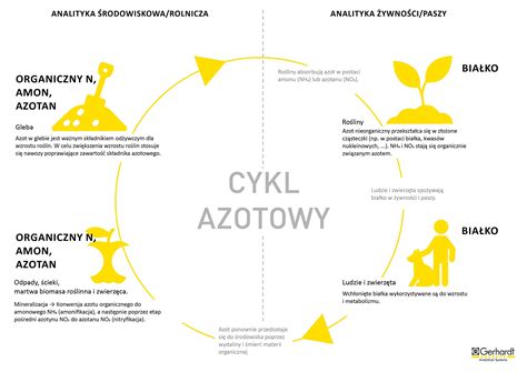 Infografika przedstawiająca cykl azotu w rolnictwie i ryzyko zanieczyszczeń wód, ze strzałkami i krótkimi opisami