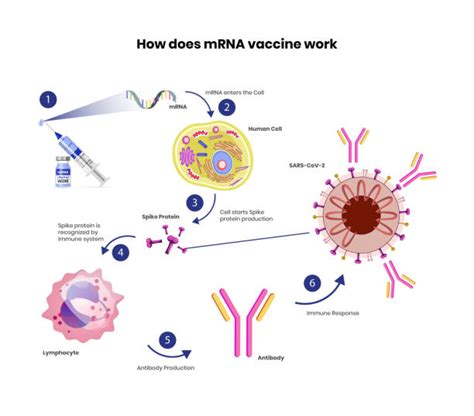 Infografika: Mechanizm działania połączonej szczepionki Ceva na PCV2 i Mycoplasma hyopneumoniae u świń