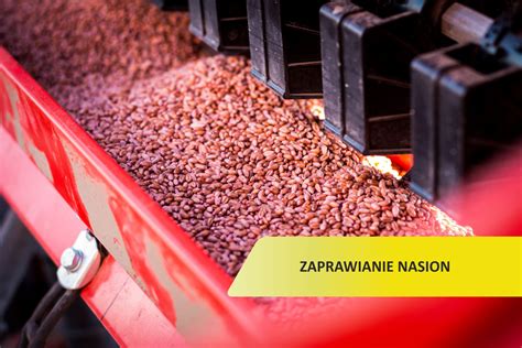 zaprawianie nasion łubinu przed siewem
