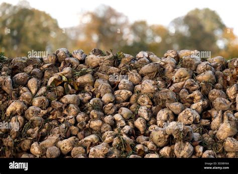 Thematic photo of a Hydromasz cultivation aggregate in a field