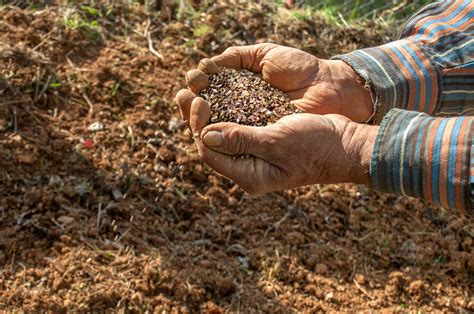 Thematic photo of a cultivation-seeding aggregate working in a field