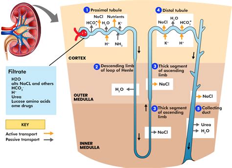 Diagram of CJC® kidney loop filtration system