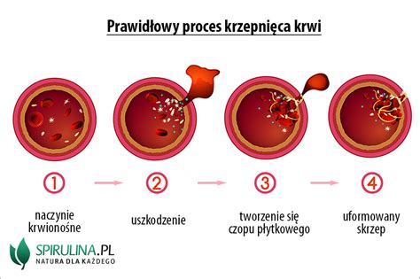 schemat procesu krzepnięcia krwi
