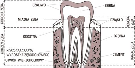 Schemat budowy zęba ładowacza z oznaczeniem punktów naprężeń i przekroju stali sprężynowej