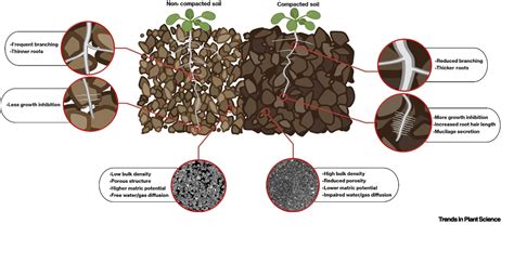 Infographic showing the cross-section of soil in no-till and traditional tillage, highlighting compaction, root growth, and residue distribution