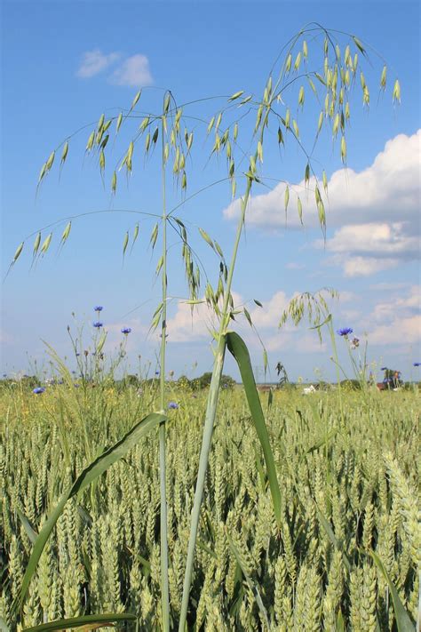 Fotografia: Owies głuchy (Avena fatua) rosnący w uprawie owsa jarego