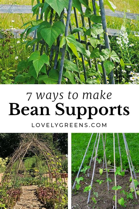 Diagram showing different types of bean supports (poles, string structures)