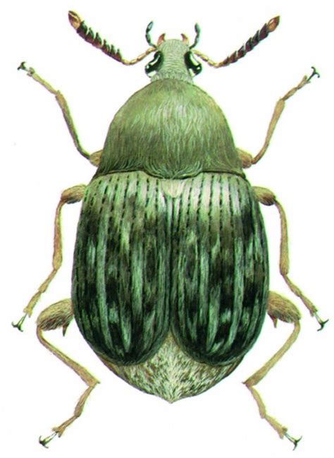 Photo of a bean pod damaged by bean weevil