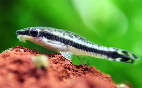 Otosek (Otocinclus affinis) na szybie akwarium z okrzemkami