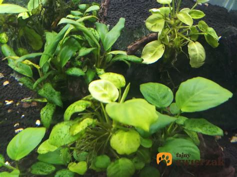 Roślina akwariowa (np. Anubias) z widocznymi krasnorostami
