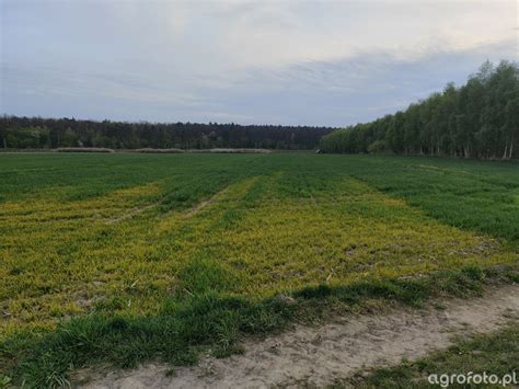 zdjęcie plantacji soi z widocznymi objawami uszkodzeń po oprysku