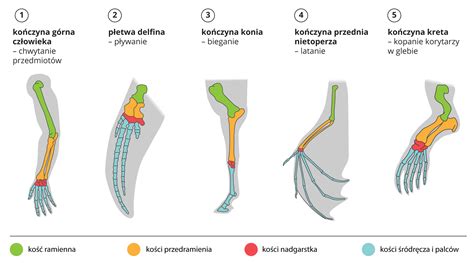 Porównanie mechanizmów sadzących w różnych sadzarkach