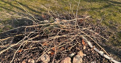 Zamiatarka zamiatająca liście i drobne gałęzie na dużej posesji