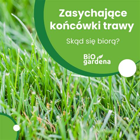 infografika przedstawiająca objawy zużytego noża kosiarki (żółte końcówki trawy, ciężka praca silnika)