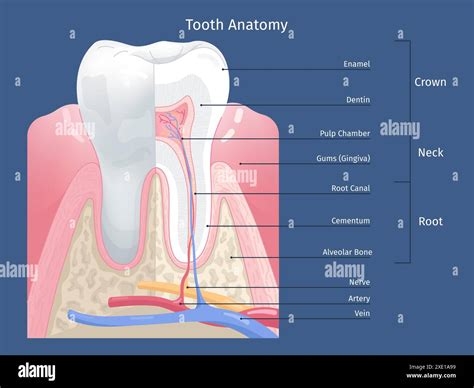 Diagram showing the structure of ATTILA's frame and teeth