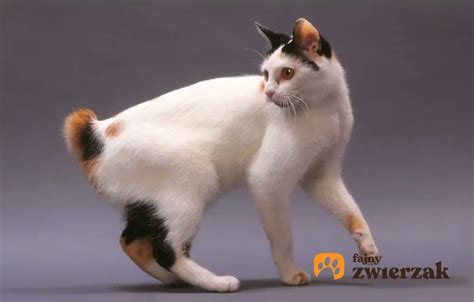 zdjęcie kota rasy bobtail