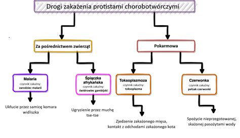 Schemat przedstawiający drogę od śmierci właściciela do uzyskania prawa własności przez spadkobierców (postępowanie spadkowe -> dział spadku -> przerejestrowanie)
