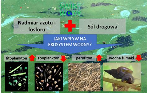 Infografika przedstawiająca negatywny wpływ soli na ekosystem: od gleby i drzew po zbiorniki wodne.