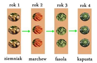 Przykłady warzyw sadzonych maszynowo (kolaż)