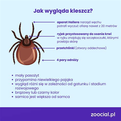 Infografika przedstawiająca ergonomiczne cechy opryskiwacza, takie jak paski i blokada spustu