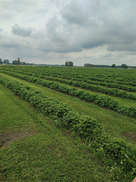 Zdjęcie plantacji malin z wykoszonymi międzyrzędziami
