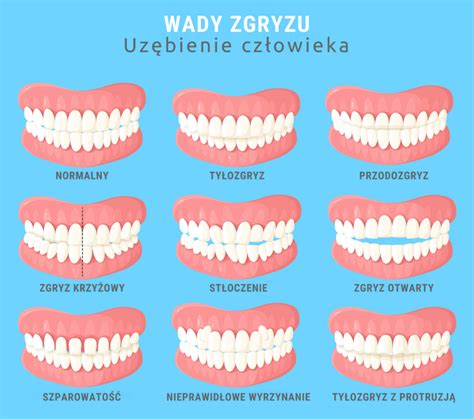Infografika porównująca różne typy zębów brony