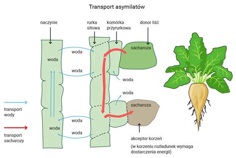 Schemat działania herbicydu systemicznego w roślinie