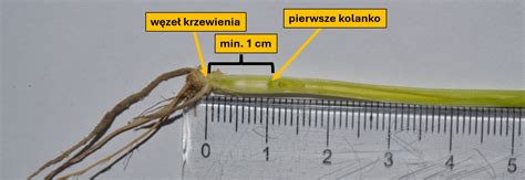 Schematyczny przekrój źdźbła zboża pokazujący zdrową i obumarłą tkankę