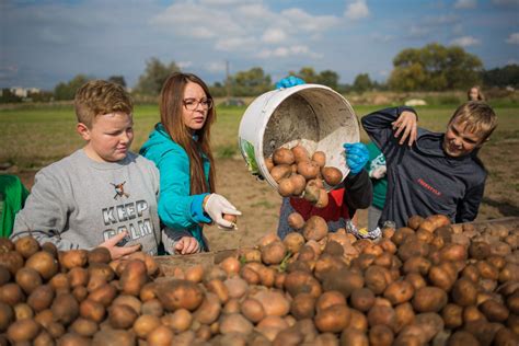 zdjęcie dzieci i młodzieży uczestniczących w tradycyjnych wykopkach ziemniaków w gospodarstwie edukacyjnym