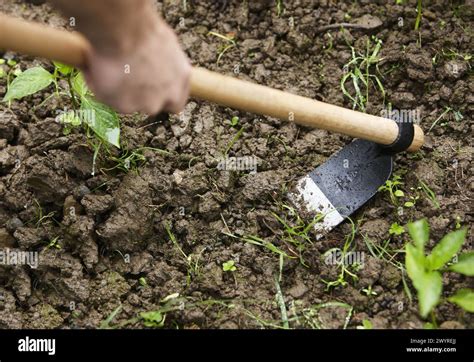 Thematic photo of a person using a hand cultivator with a hoe in a garden