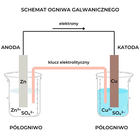 Schemat przekroju rozsiewacza tarczowego z zaznaczonym przepływem nawozu