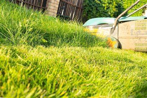 Zdjęcie idealnie przyciętego trawnika, z widoczną kosiarką wrzecionową w tle