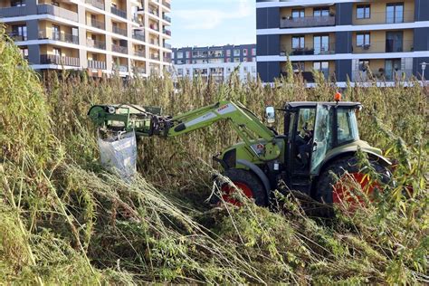 Zbiór konopi: specjalistyczna maszyna na polu, podkreślająca trudności i unikalność agrotechniki