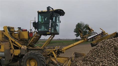 zdjęcie ładowacza czołowego pracującego w polu podczas załadunku buraków lub innych roślin okopowych