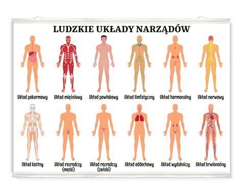 Infografika przedstawiająca najczęściej występujące dolegliwości układu ruchu u ładowaczy nieczystości w formie sylwetki człowieka z zaznaczonymi obszarami bólu.