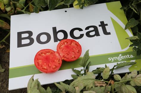 Infografika przedstawiająca odporność pomidora Bobcat F1 na poszczególne choroby