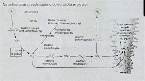 Schemat porównujący działanie łap prostych i zagiętych w glebie