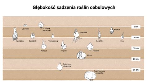 Schemat przedstawiający optymalną głębokość sadzenia bulw oraz wysokość redliny w zależności od rozmiaru sadzeniaka
