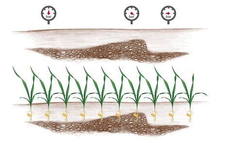 Schemat przedstawiający wpływ głębokości siewu i podsiąkania wody na równomierność kiełkowania kukurydzy