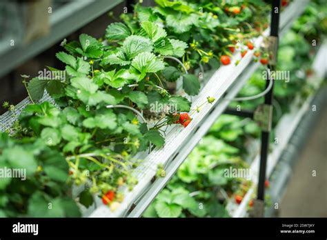Thematic photo of strawberry cultivation