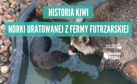 Ilustracja przedstawiająca Wacka delikatnie odkładającego małego zajączka do jego norki w pobliżu sadu.