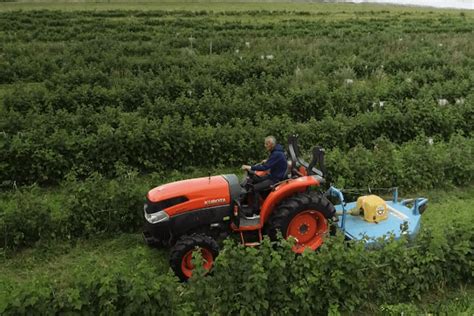 Miniciągnik Kubota B1 w pracy na plantacji owoców