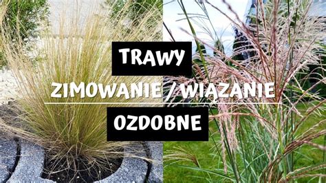 zdjęcie wysokiej, splątanej trawy