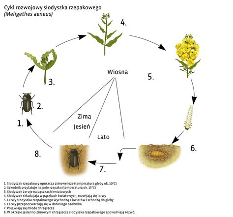 Infografika przedstawiająca cykl rozwojowy słodyszka rzepakowego i metody zwalczania